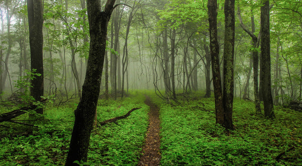 World Environment Day