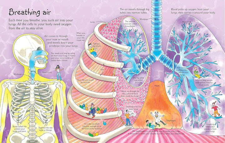 See Inside Your Body (Usborne Flap Books) (Usborne See Inside) By Katie Daynes