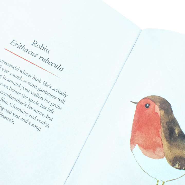 Our Garden Birds: A Stunning Illustrated Guide to the Birdlife of the British Isles by Matt Sewell | Nature, Wildlife & Birdwatching Book for All Ages