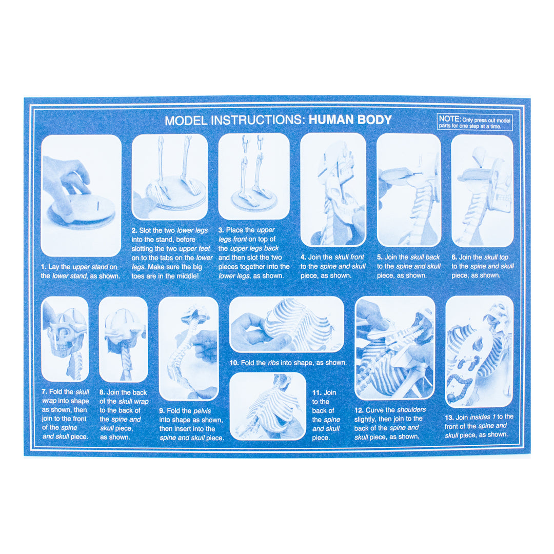 Amazing Awesome Human Body (Ignite STEM Book + Model Kit) Board Book By Susan Mayes