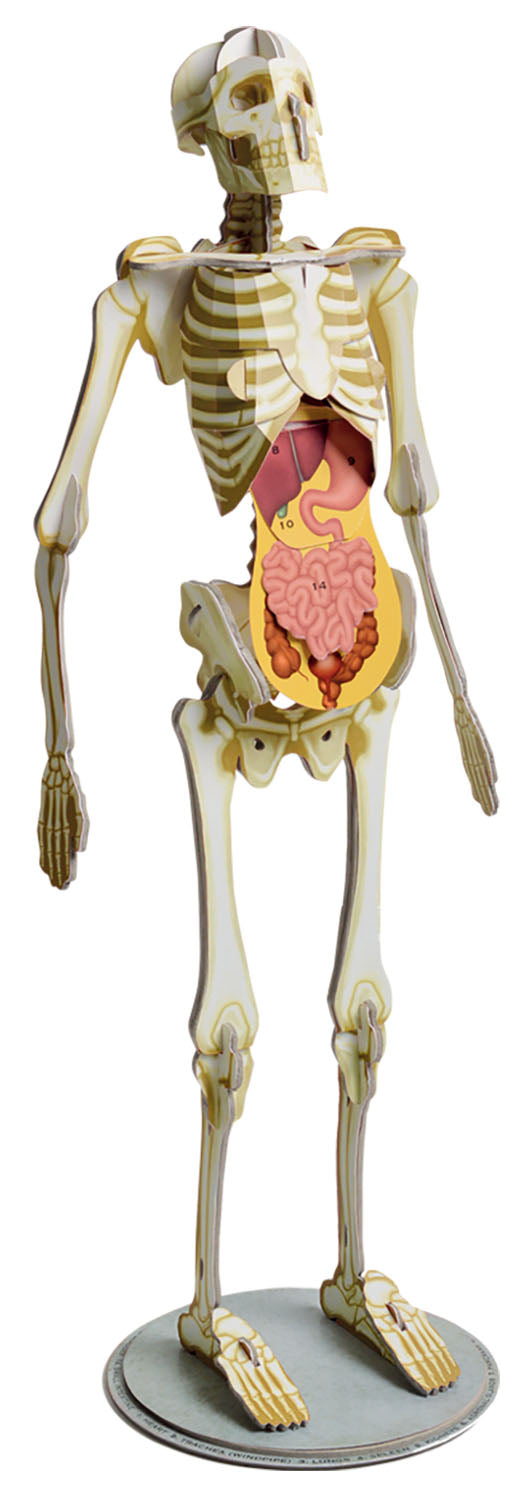 Amazing Awesome Human Body (Ignite STEM Book + Model Kit)