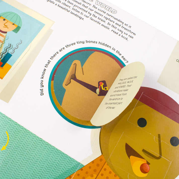 Lift the Flap: Human Body illustrations by Rossella Trionfetti | Hardback