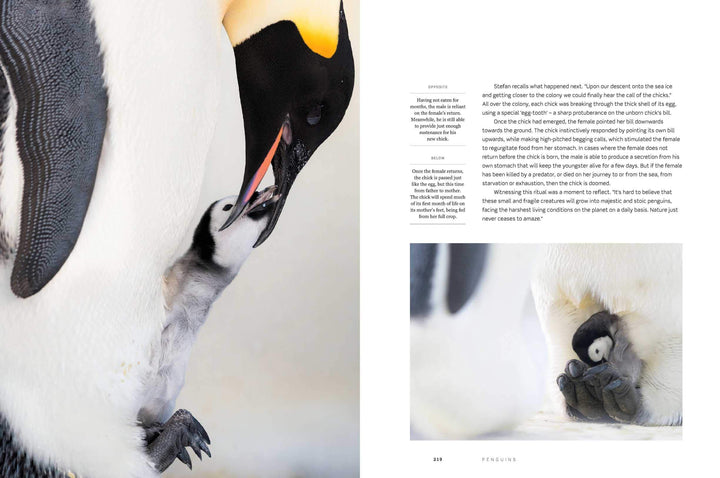 Dynasties The Rise and Fall of Animal Families Stephen Moss David Attenborough